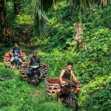 Les fruits de palmiers à huile, dont est extraite l'huile de palme, sont transportés en cyclomoteurs après leur récolte, ici en Indonésie (Photo d'illustration).